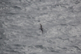 A Northern Fulmar coasing over the waves