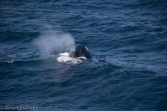 A bowhead whale breathes