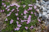 Silene acaulis or cushion pink moss